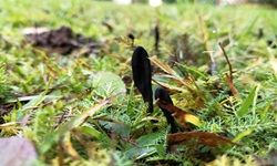 Schwarze Erdzunge - Blick auf ein weiteres Exemplar. Der Stiel- und Kopfbereich sind etwas abgesetzt. Die Oberfläche ist matt bis feinsamtig, aber nicht schleimig. 